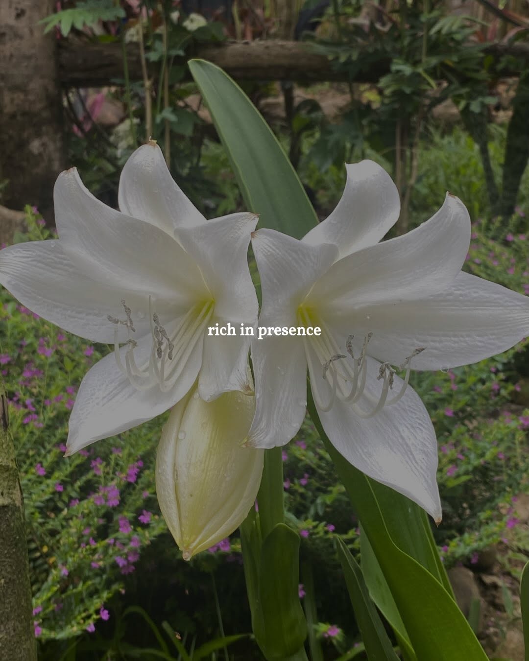 White lily flowers in the garden at Sapa de la Belle